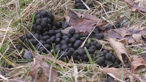 Static-handheld-shot-of-elk-feces-in-snow