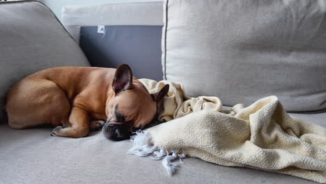 sleeping french bulldog on a grey couch with blanket