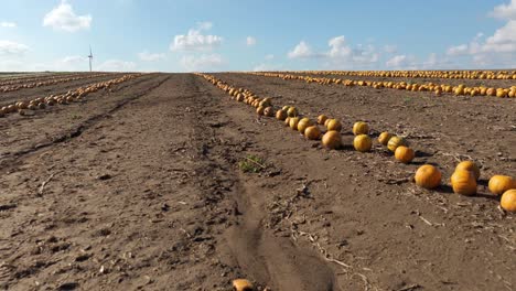 Frisch-Geerntete-Kürbisse-Auf-Dem-Feld-Im-Herbst