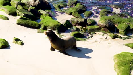 seal exiting water for a nap on shore