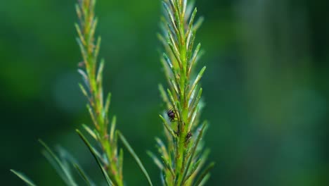 black ant crawls on a tree branch