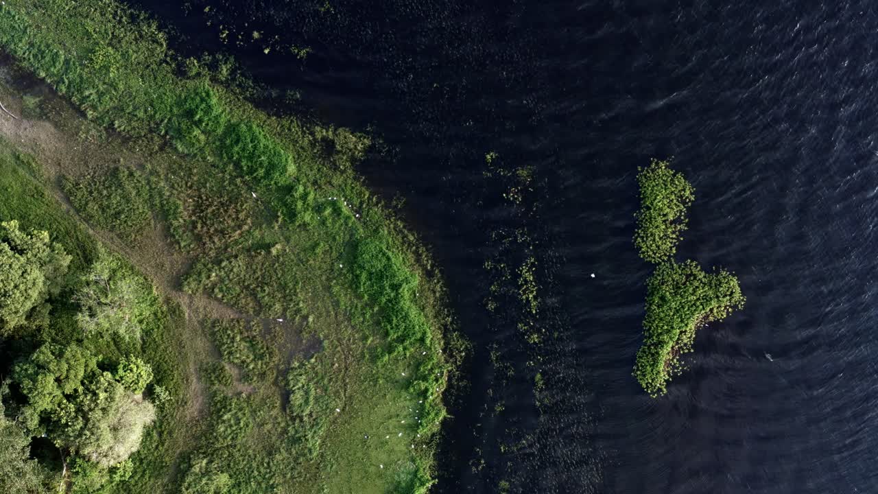 Top-down bird's eye shot of beautiful natural green marshes with white egret birds resting and flying in circles on the coast of the man-made Guarapiranga Reservoir in the south of São Paulo, Brazil