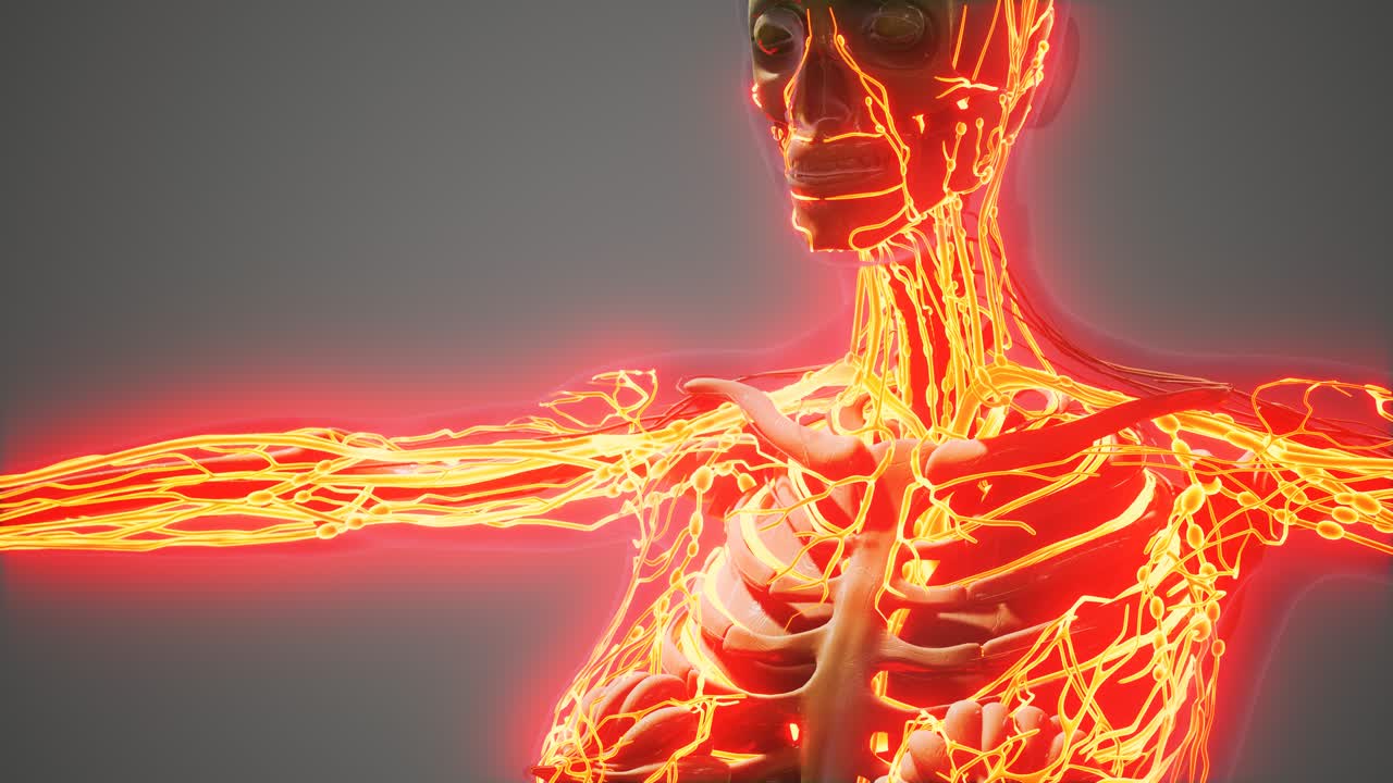 ciencia anatomía de los vasos sanguíneos humanos