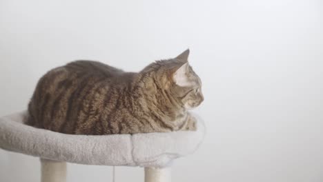 furry gray striped cat resting over animal bed in white backdrop