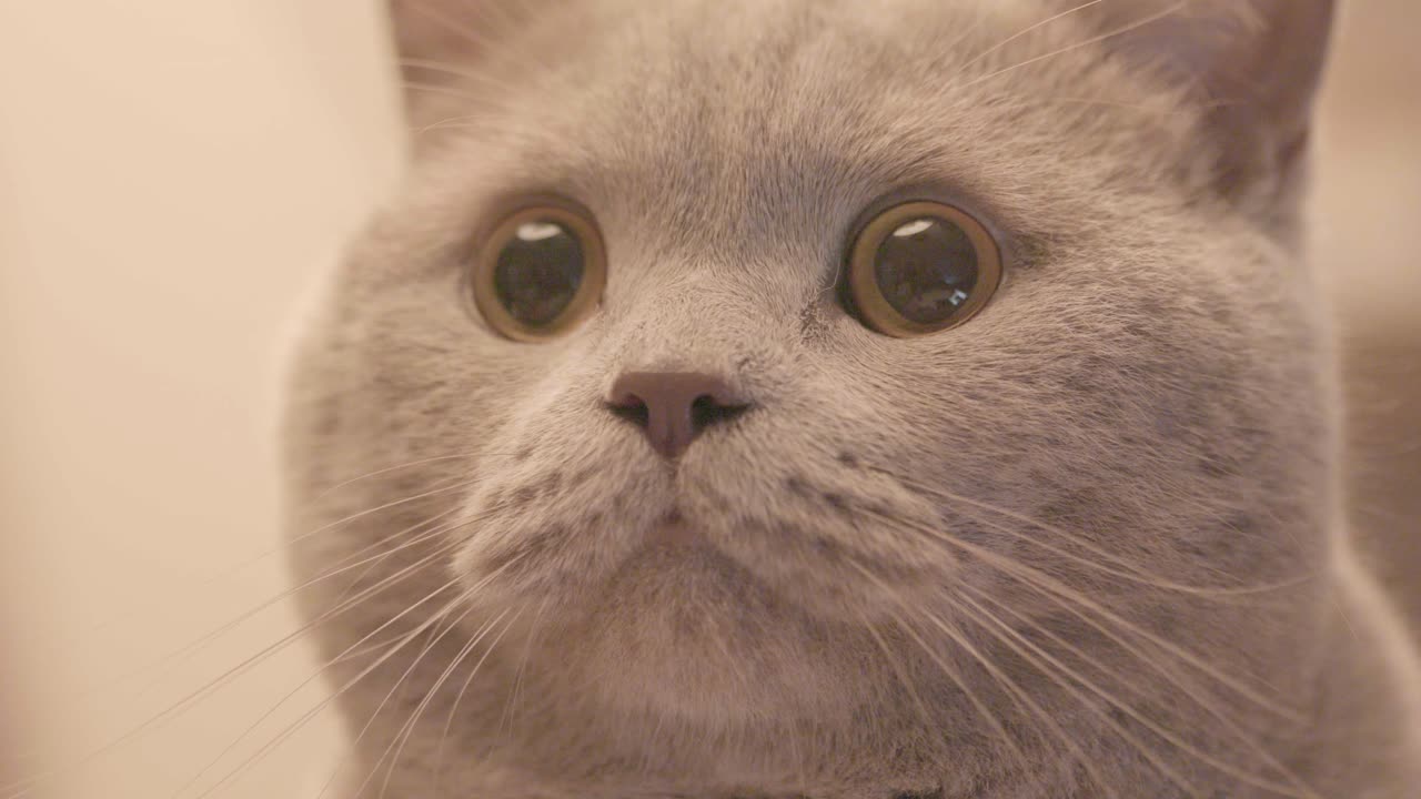 крупный план удивленной британской короткошерстной кошки