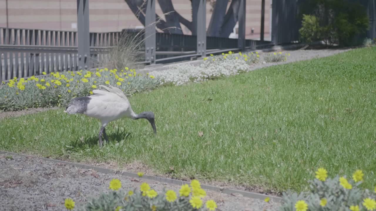 트레스키오르니스 몰루카 (threskiornis molucca) 또는 오스트레일리아 화이트 이비스 (australian white ibis) 의 공원 촬영
