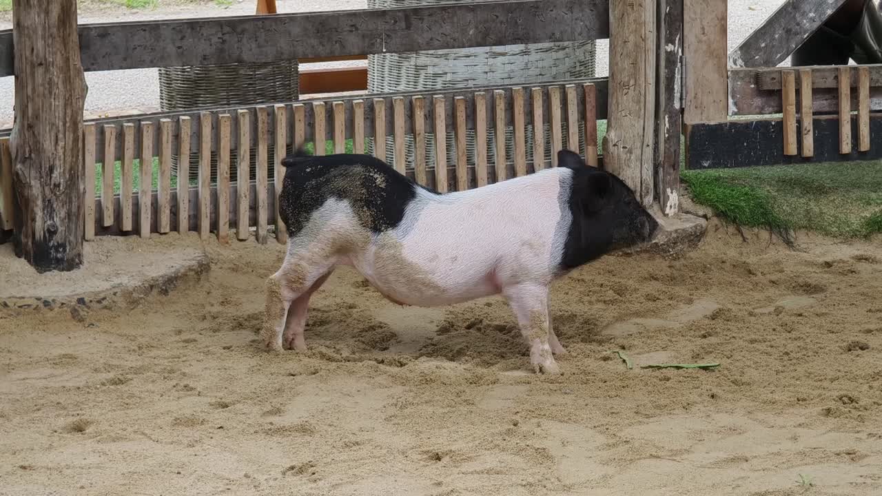 검은색과 색의 돼지