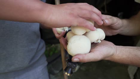 Close-up-look-at-Lions-Mane-at-mushroom-facility-in-China