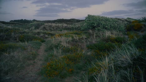 Yellow-flowers-and-bushes-in-a-meadow-in-Denmark-during-a-summer-evening