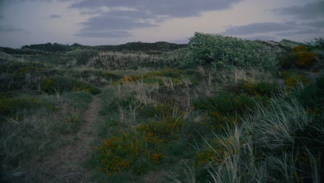 flores y arbustos amarillos en un prado en dinamarca durante una noche de verano