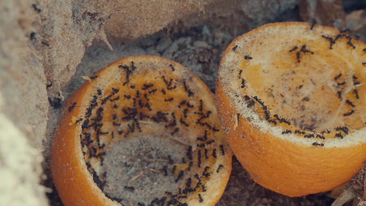 Uma câmera em close-up filma formigas pretas pululando sobre cascas de laranja descartadas em composto. Este clipe é ideal para documentários de natureza, aulas de biologia ou conceitos de controle de pragas.