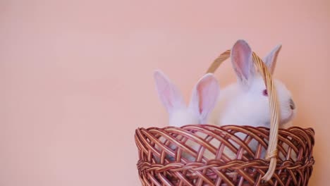 enhance your easter-themed digital projects with this charming and playful easter egg with bunny icon animation. featuring an adorable easter egg character integrated with bunny ears and playful legs, this asset brings whimsical appeal to any festive design. with a duration of 4 seconds, it is craft