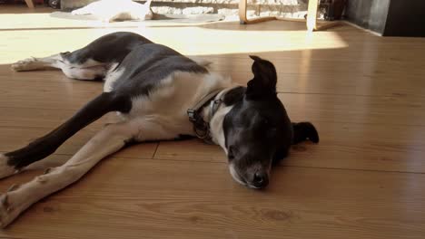 black and white medium dog rests lying on the wooden floor in an apartment