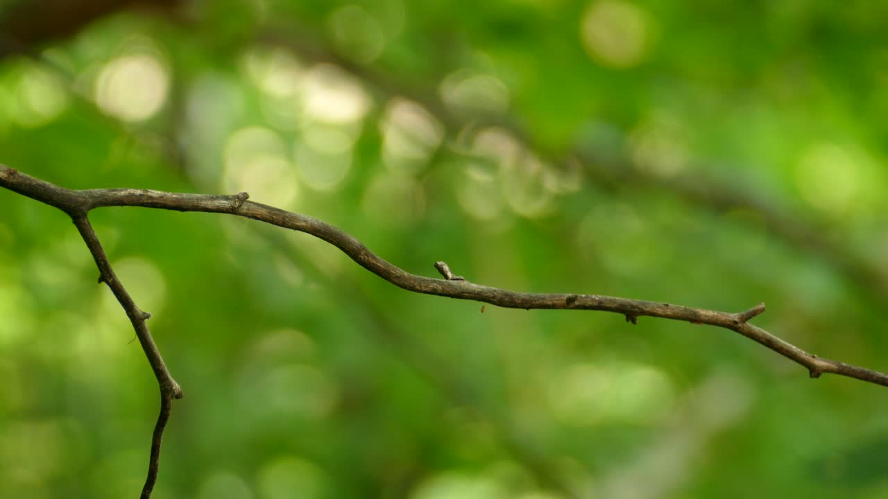 A bird seen from its back with pied feathers and wings perched on a bare twig within the shade of the forest in Panama