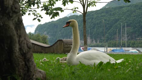 swan resting on grass with cygnets nearby and sailboats in the background