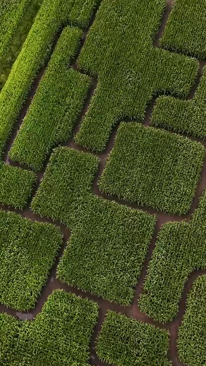 Aerial View of Green Fields with Geometric Patterns