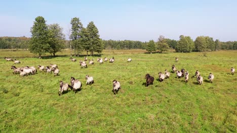 Erleben-Sie-Die-Pure-Pracht-Einer-Weitläufigen-Pferdeherde,-Die-Sich-Am-Flussufer-Entlang-Bewegt,-Vor-Der-Kulisse-Einer-Blühenden-Wiese