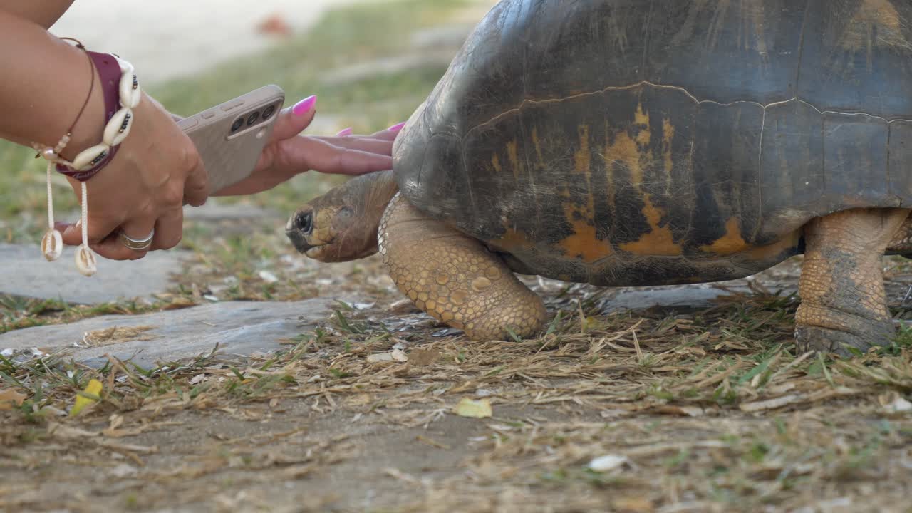 Tortoise on grass walking slowly, being photographed and pet in a hotel in Madagascar, Nosy Be, close up shot.