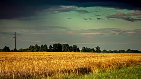 a golden agricultural field landscape with a forest line and a calm wind shear