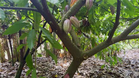 cinematic wide booming up shot of a cacao tree with hanging fruit on a chocolate farm in kaua'i, hawai'i