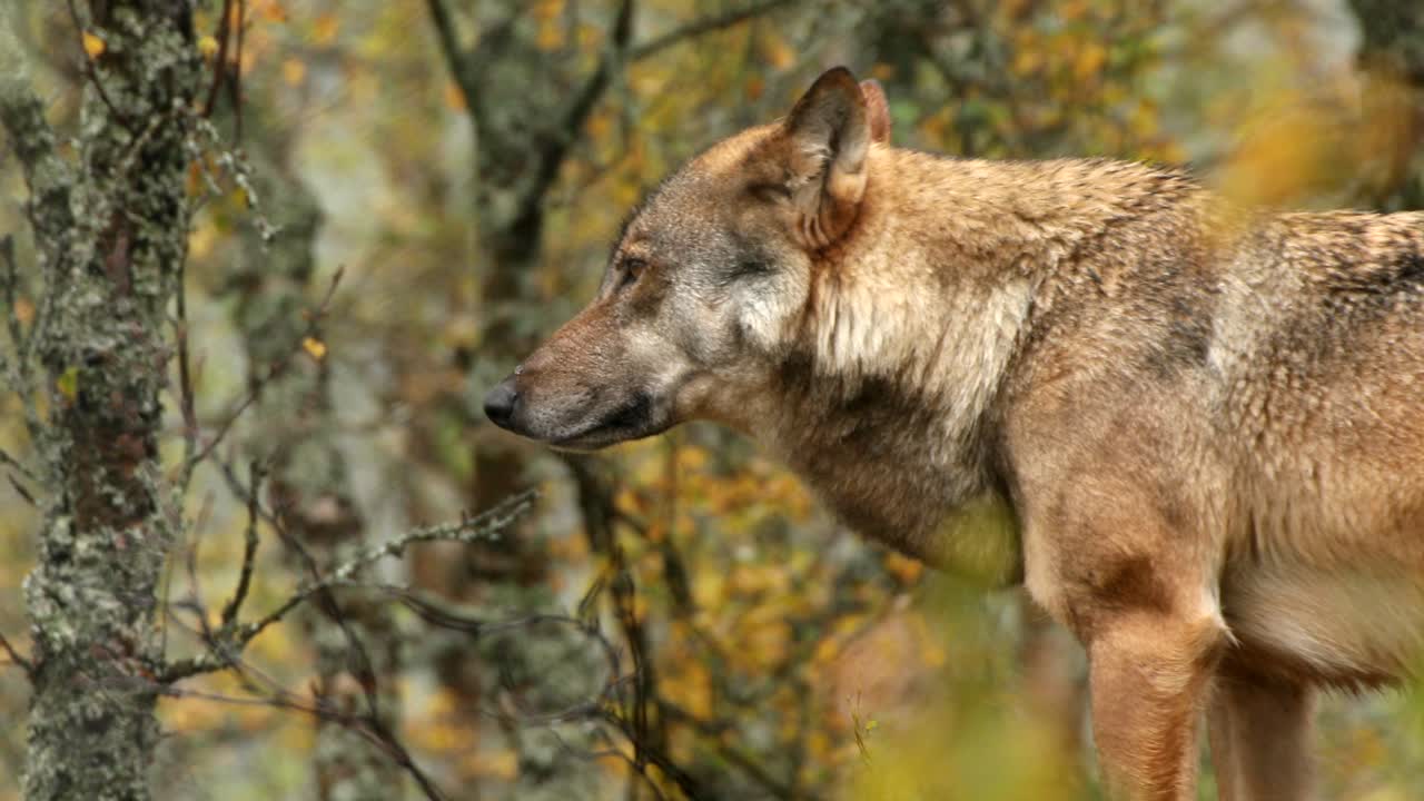 lobo eurasiático en el bosque boreal, noruega - filmado en cautiverio
