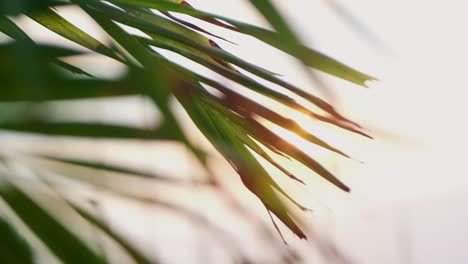 golden yellow sun light seen through moving palm leaves