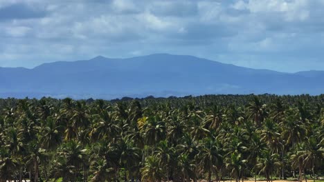 exuberante bosque de palmeras en la hermosa costa tropical de la bahía de samaná
