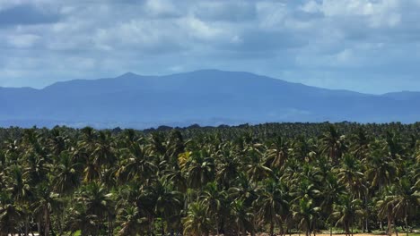 lush palm tree forest in tropical beautiful coast of samana bay