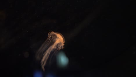 yellow jellyfish swimming in an aquarium on a black background