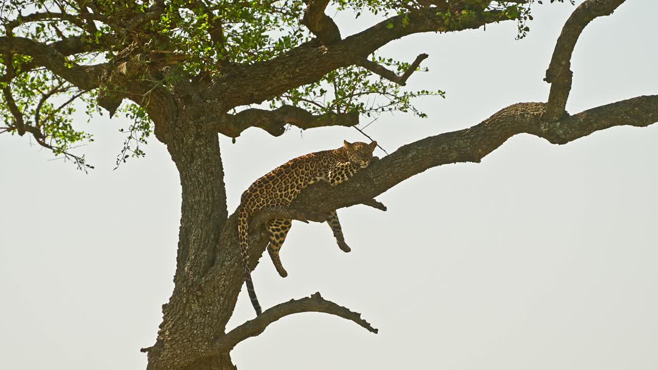 leopardo, hermoso masai mara animales silvestres, acostados en una rama descansando y durmiendo en un árbol de acacia en masai mara africa safari en la reserva nacional de masai mara, kenya, encuentros increíbles