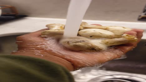 setas para el lavado
