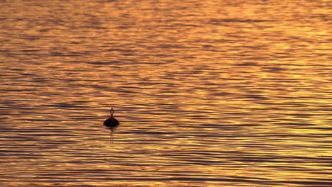 Mooring-buoy-floating-gently-in-sea-during-beautiful-golden-sunset---Calm-orange-colored-sea-with-sunset-reflections-sparkling-around