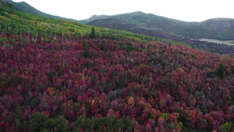 Trees-With-Fall-Leaves-Growing-In-The-Slopes-Of-Mountain-Range-In-Utah,-USA