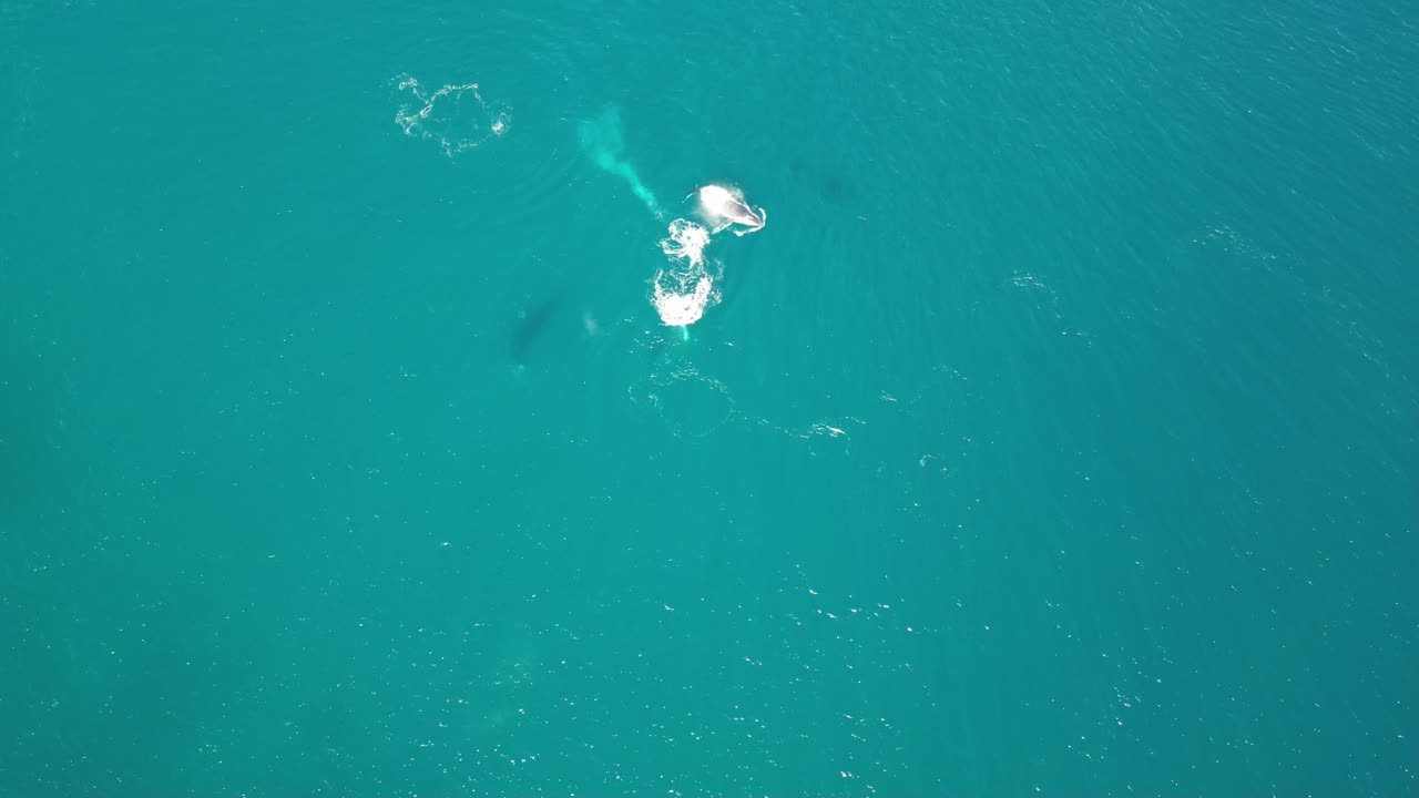 닌갈루 리프는 지구의 마지막 바다 낙원입니다.