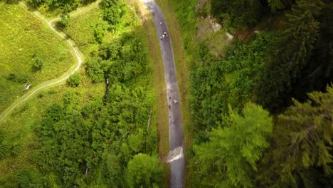 view of a road and trees reveal in the swiss alps