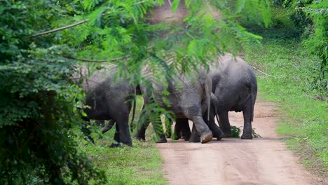 the asiatic elephants are endangered species and they are also residents of thailand