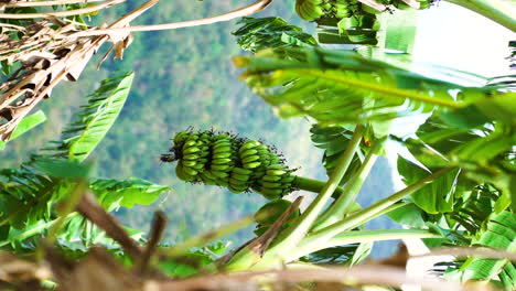 Vertical-Shallow-Focus-Of-Green-Unripe-Bananas-Growing-By-The-Roadside