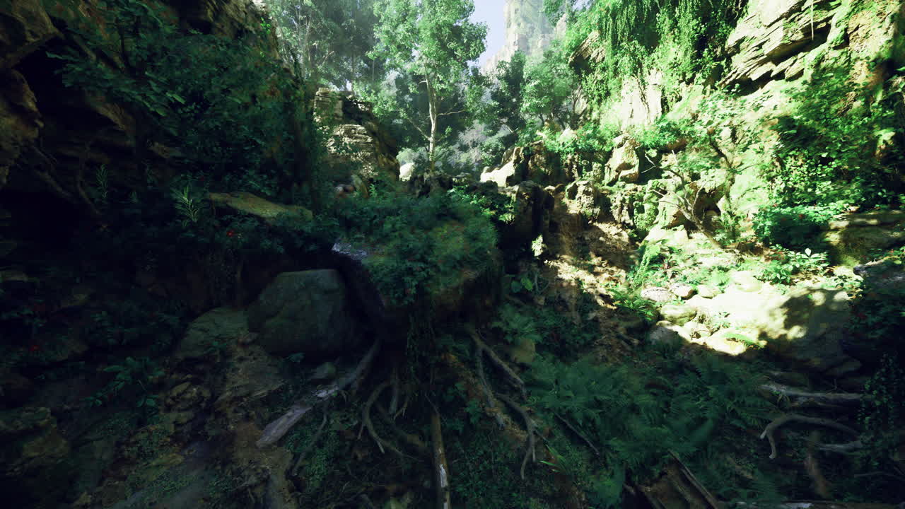 Lush green valley with diverse vegetation and sunlight filtering through trees