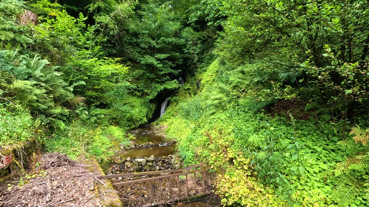 un arroyo sereno rodeado de un follaje verde vibrante
