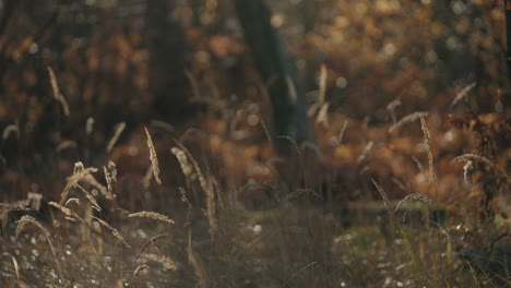 Close-up-shot-of-dried-grass-with-on-the-forest-floor-along-with-trees-in-a-forest-on-a-sunny-day.