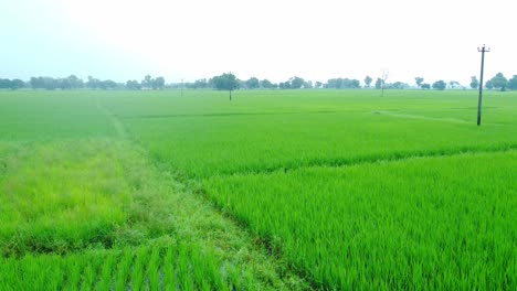 Aerial-view-shot-of-vast-paddy-fields