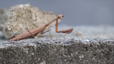 mantid marrón de la familia mantidae de mantis permanece inmóvil mirando la lente de la cámara y luego se arrastra lentamente fuera del marco, vista lateral de primer plano de enfoque suave