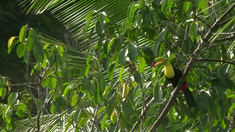 a beautiful keel-billed toucan flying off from a tree branch - mid shot