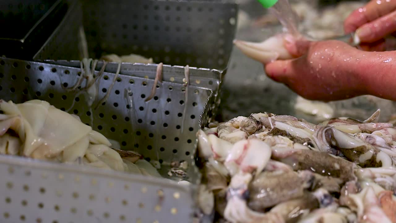 Worker handles squid with bare hands, washing and cutting filets to prepare at factory