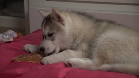 husky siberiano joven comiendo un regalo en la cama de perro rosa en el interior