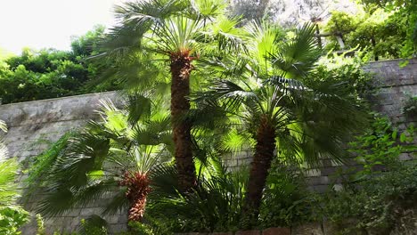 palm trees against a stone wall backdrop