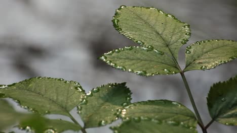 some leaves with water accumlation near a river in the morning