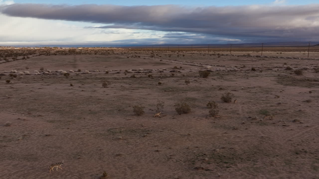 una manada de coyotes cazando en el desierto de mojave - vista aérea