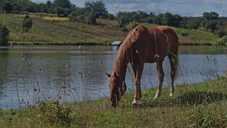 brown riding horse grazing