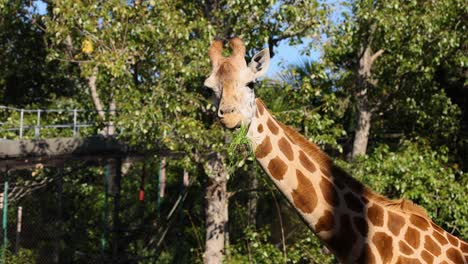 giraffe moving in a forested zoo enclosure